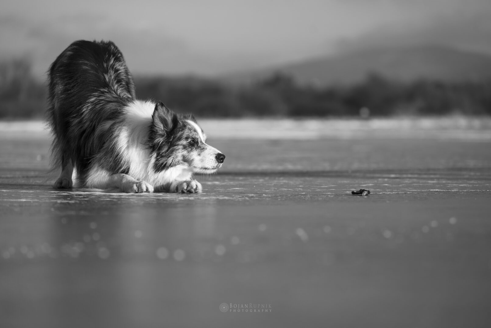 Pes Border koli na poledenelem jezeru