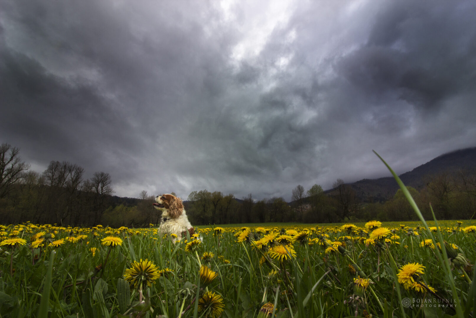 Spomladanski travnik z rumenimi regratovimi cvetovi in psom