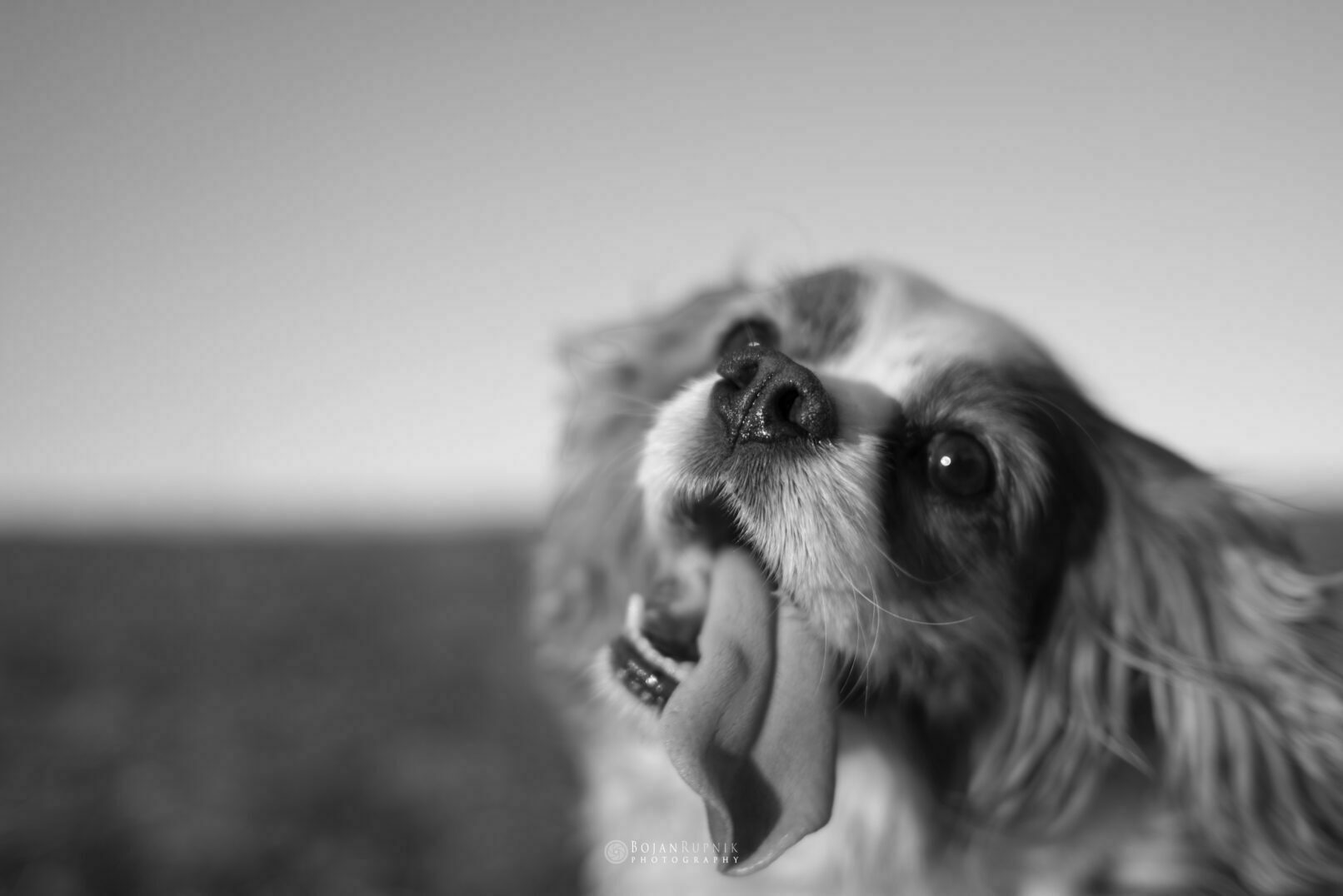 Portret psa z dolgim jezikom