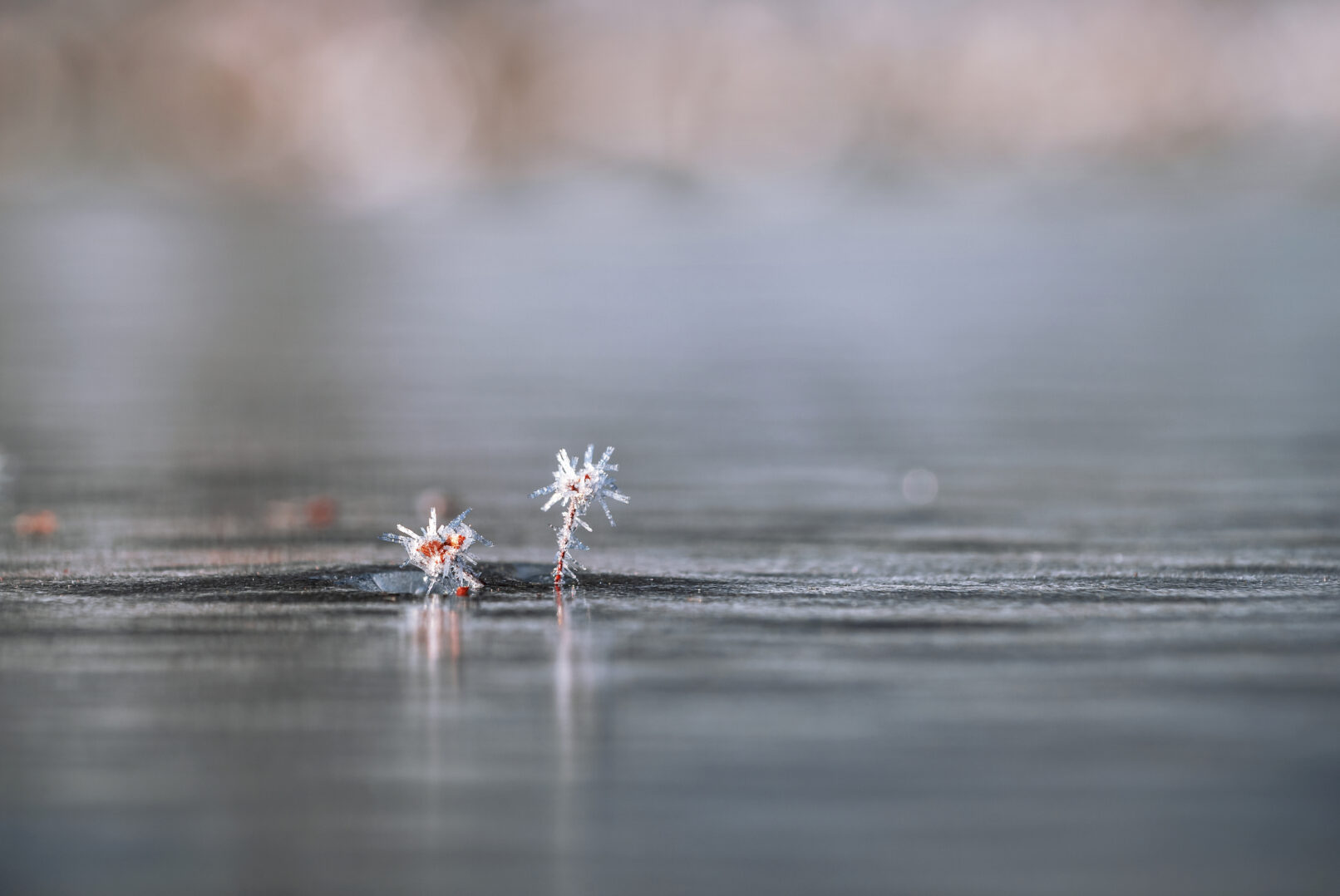 Drobceni cvet ujet v leden kristale