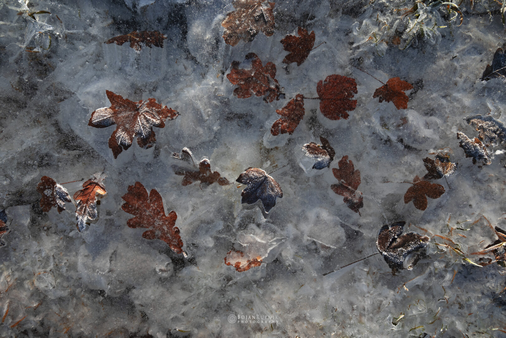 V ledu zamrznjeno jesensko listje