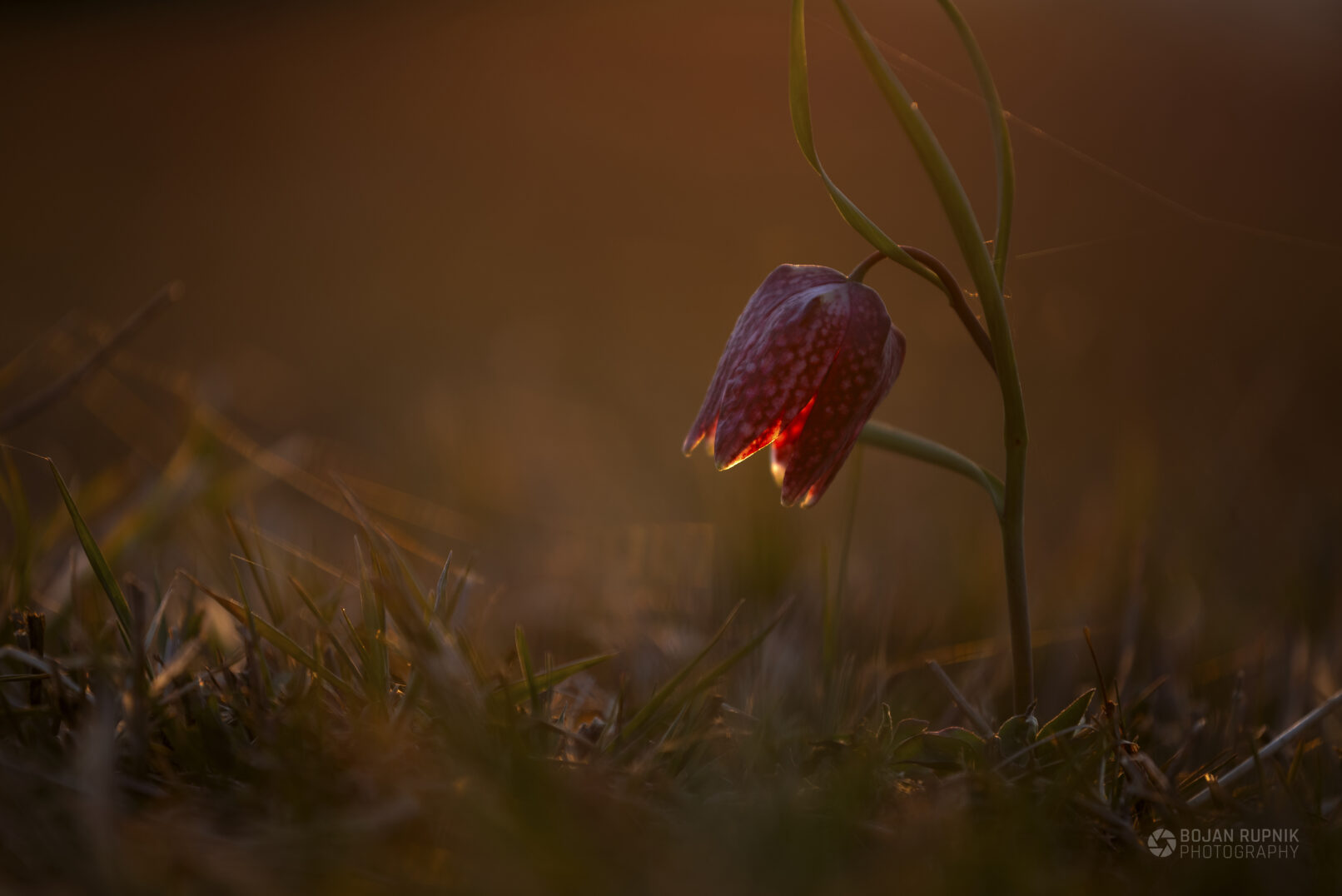 Cvet močvirskega tulipana obsijan z zahajajočim soncem