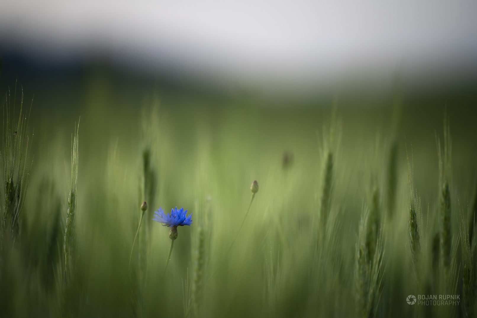 Modri glavinec ali plavica sredi žitnega polja