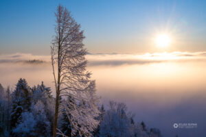 Drevo v ledenih kristalih in sončnim vzhodom v ozadju