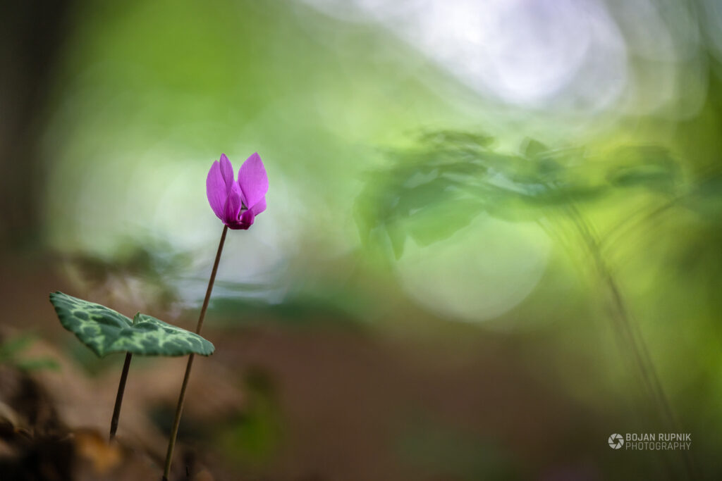 Ciklamin cvet v zelenem gozdu in svetlim bukejem