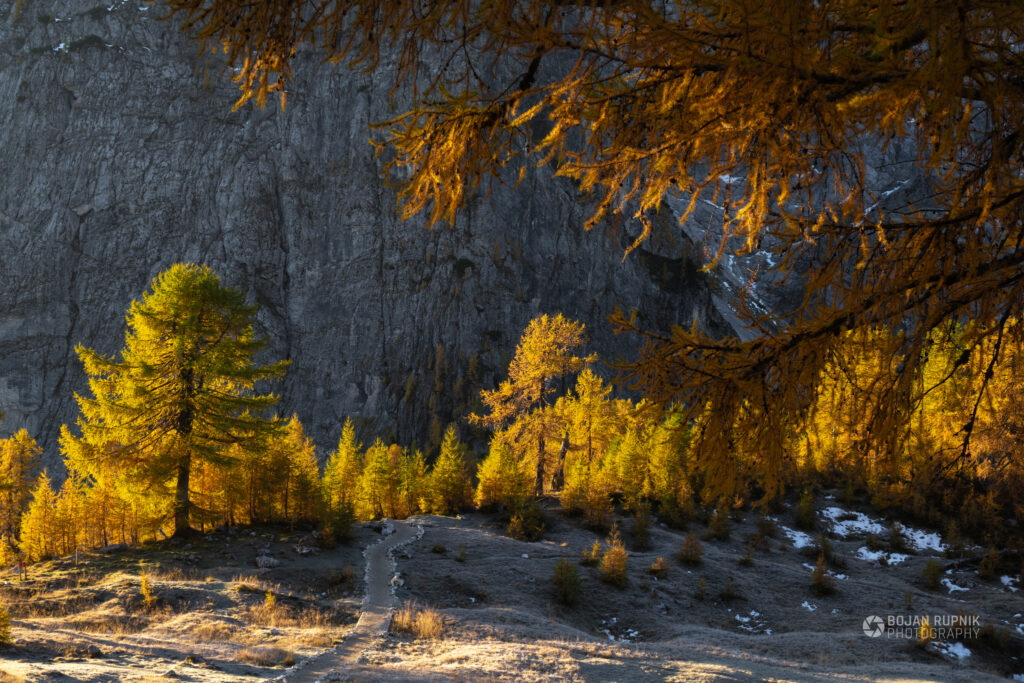 Pogled s Slemenove Špice na jesenske zlato rumene macesne