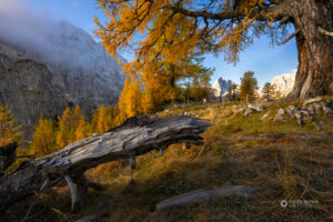 Zlato rumen macesen in podrt hlod z Jalovcem v ozadju