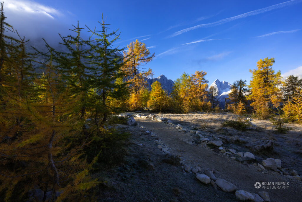 Jesenski barviti macesni na Slemenovi špici z Jalovcem v ozadju