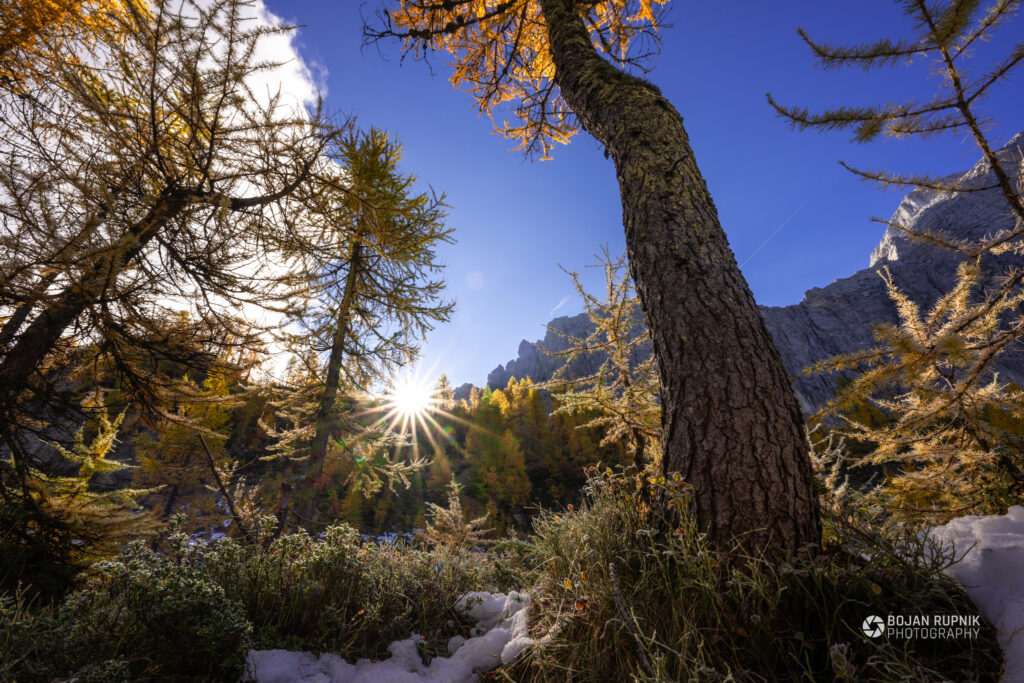 Zlati macesni in vzhajajoče sonce na Vršiču
