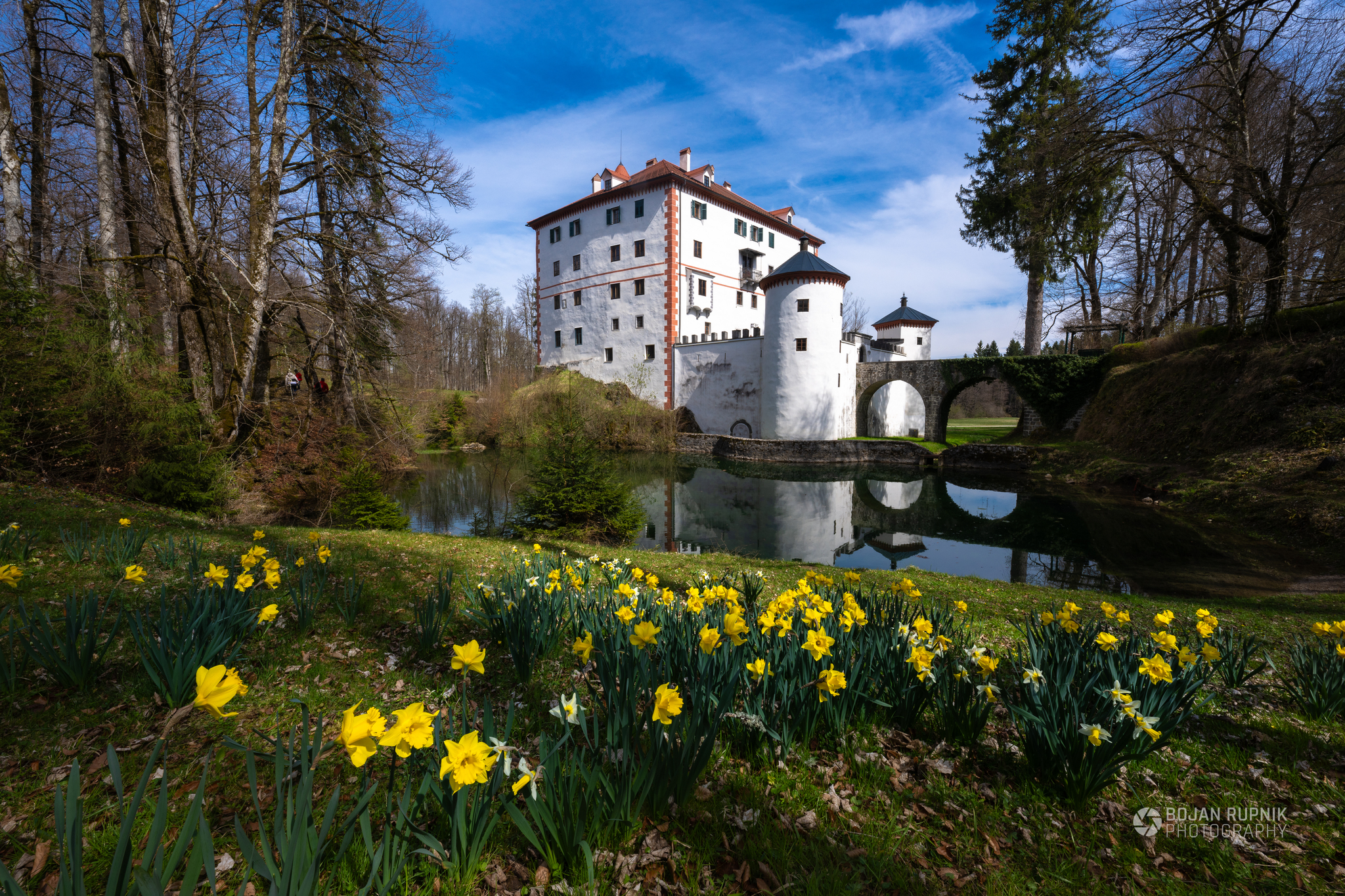 Grad Snežnik z odsevom v jezeru in rumenimi narcisami