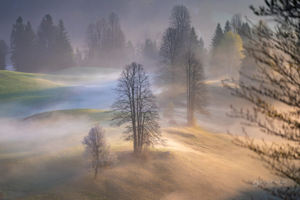 jutranje meglice s posamičnimi drevesi na travniku obsijanim s prvimi sončnimi žarki.