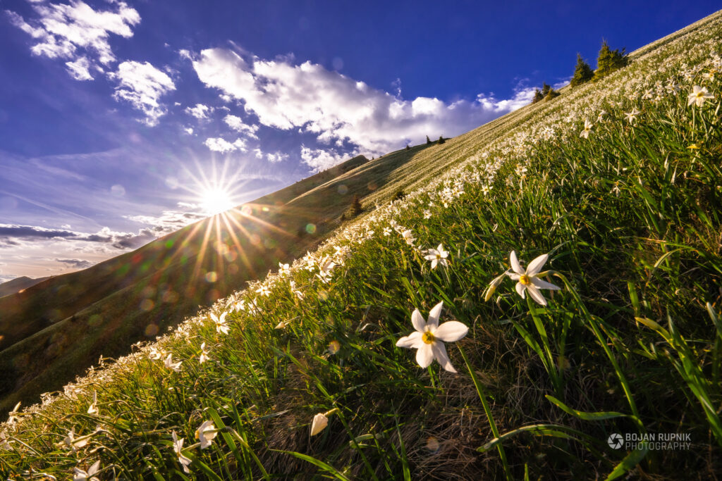 Sončni zahod na Golici z narcisami