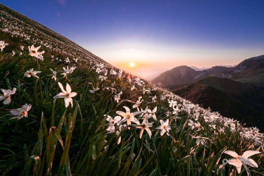 Sončni vzhod na Golici z narcisami